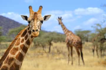30 interessante Fakten über Giraffen