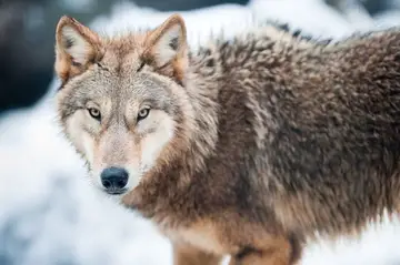 30 interessanten Fakten über Wölfe