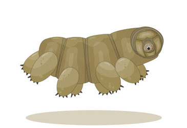 20 spannende Dinge über Bärtierchen