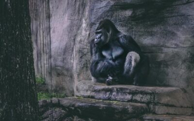 Der Lebenszyklus eines Gorillas
