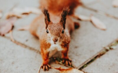 Eichhörnchen und ihre Feinde