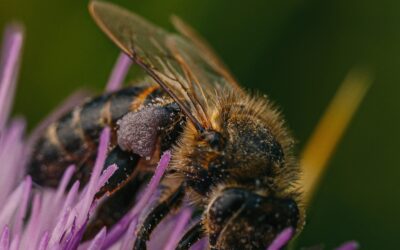 Lerne Wespen, Bienen und Hornissen kennen