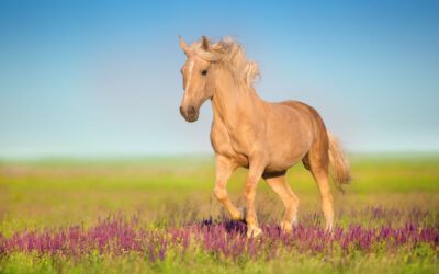 30 interessante Fakten über Pferde