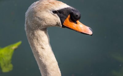 Das Mysterium des Loch Ness Monsters enthüllt