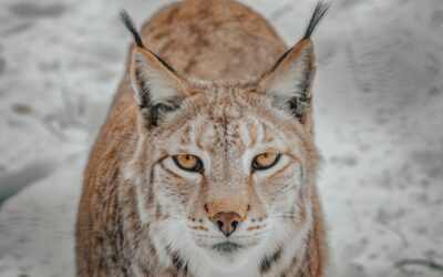 Ungewöhnliche Fakten über seltene Tierarten: Die Geheimnisse der Natur