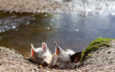 Fakten über Schweine