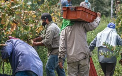 25 interessante Fakten über Weinfeste
