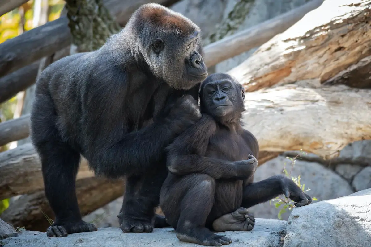 Eine Gorilla-Mutter benutzt einen Stock, um Insekten aus einem Termitennest zu holen, während ihr Kind zusieht.