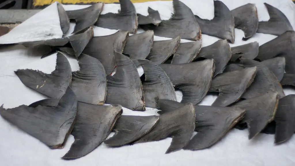 Haifischflossen auf einem Fischmarkt, die die Bedrohung der Haie durch Überfischung und die Praxis des Finnings darstellen