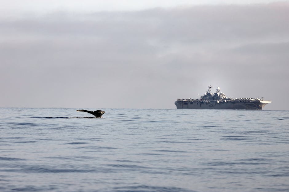 Ein aggressiver Pottwal schwimmt auf ein Walfangschiff zu