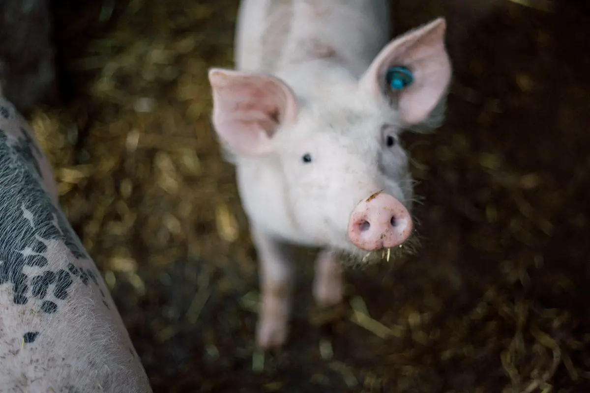 Ein Schwein erschnüffelt eine Futterquelle auf einem Bauernhof.