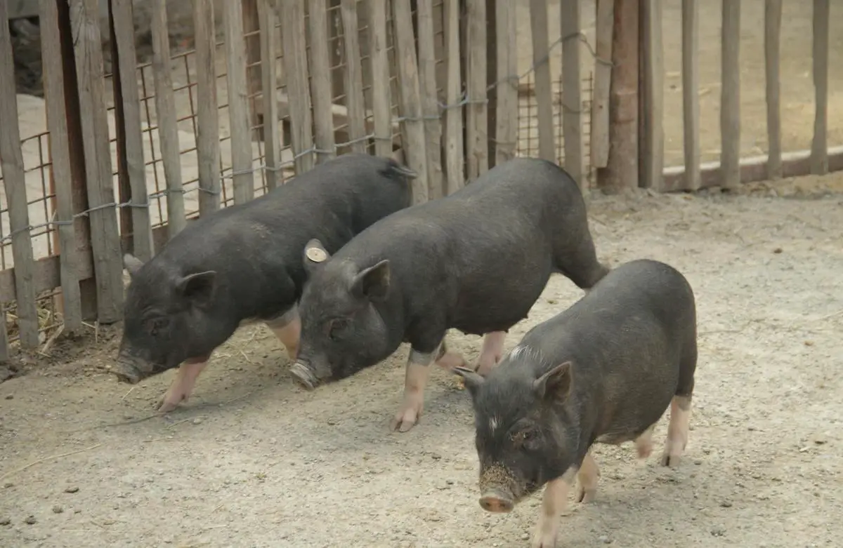 Eine Gruppe von Schweinen steht auf einer Wiese und schaut direkt in die Kamera.