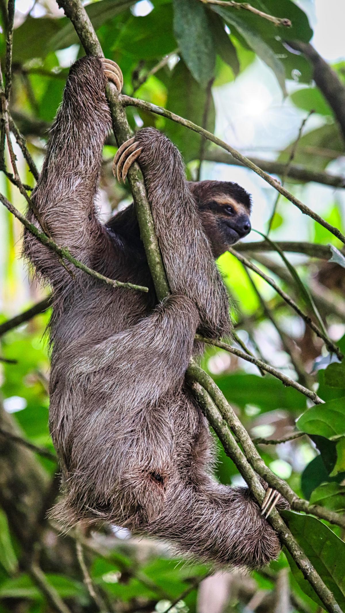Illustration of a sloth hanging from a branch.